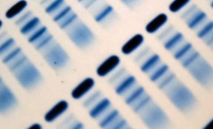 Course Image BC 1 - Proteínas en Clínica (2025)