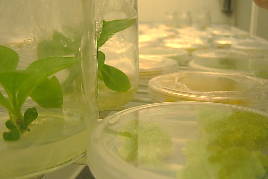 Course Image Biotecnología Vegetal: producción de compuestos de interés farmacéutico en cultivos in vitro. 2025